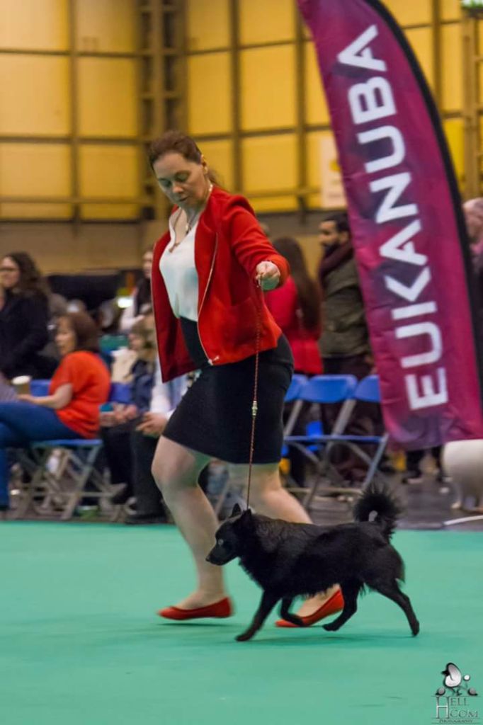 CH. Icaro du dragon rouge de jupiter - 6 ème in Open class