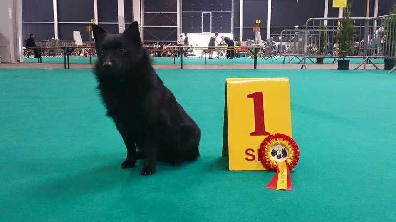 CH. Icaro du dragon rouge de jupiter - 1 er Exc cl.Int