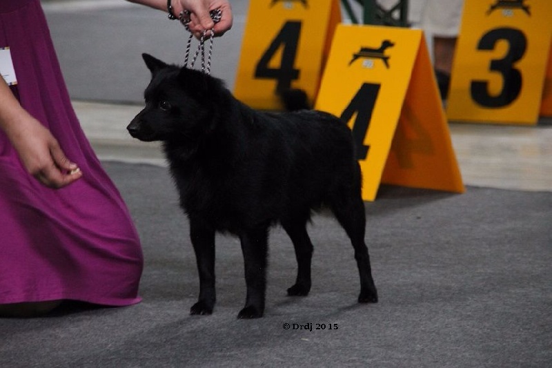 CH. Icaro du dragon rouge de jupiter - 1 er Exc CACL cl.Int