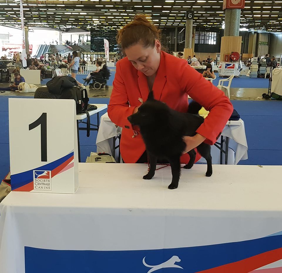 CH. splendid three color Zeus - 1 er Exc RCAC cl.Int