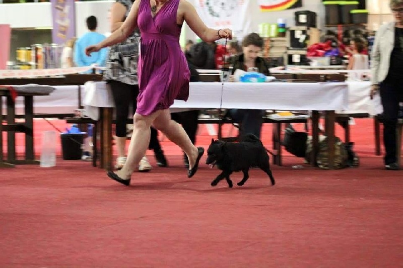 CH. Icaro du dragon rouge de jupiter - 1 er Exc - MEILLEUR JEUNE et le titre de HOPPRINS 2015