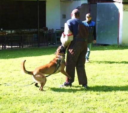 Don du dragon rouge de jupiter - Körung 93 pts mention Exc