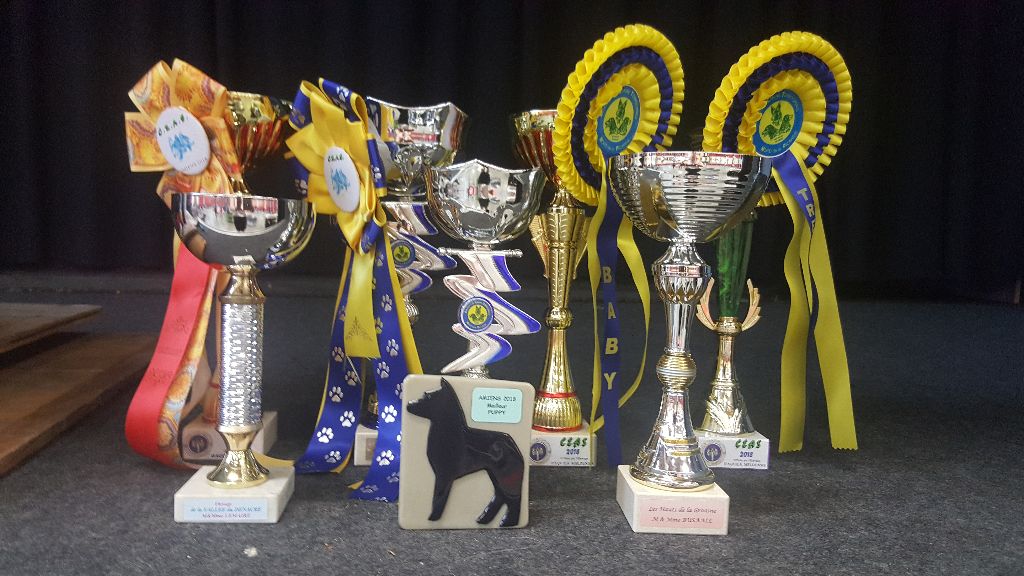 CH. Icaro du dragon rouge de jupiter - 3 ème Exc cl.CH