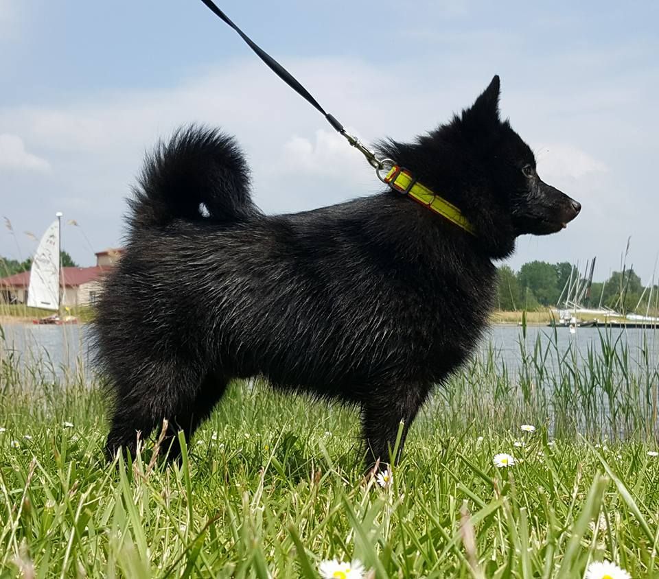 CH. splendid three color Zeus - Exc cl.Jeune (8 chiens le plus jeune de la classe)