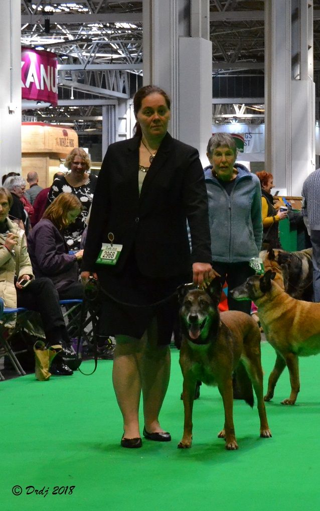 CH. Bea dite luna de la plaines des cheyennes - Reserve Veteran Class