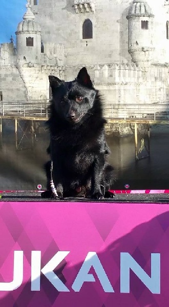 CH. Icaro du dragon rouge de jupiter - 1 er Exc RCAC - RCACIB