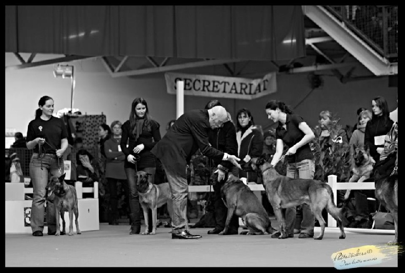 CH. Bea dite luna de la plaines des cheyennes - 2 è Meilleur Groupe de Reproduction