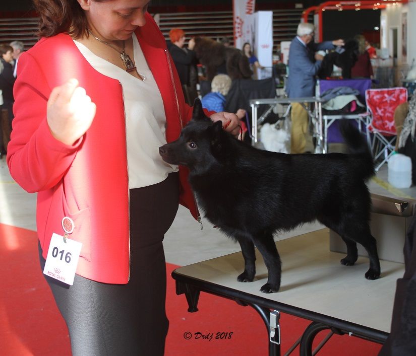 CH. splendid three color Zeus - BOS Junior - 1 er Exc