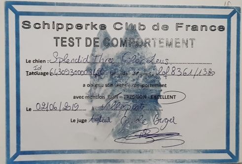 CH. splendid three color Zeus - Test de Caractère mention Exc