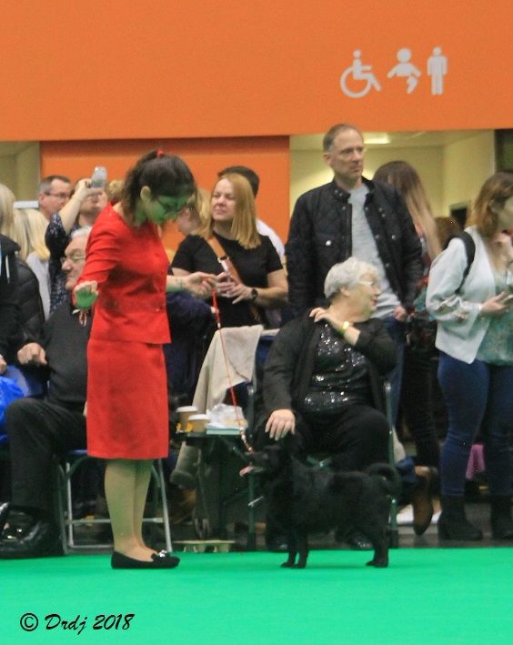 CH. Icaro du dragon rouge de jupiter - NC Open class