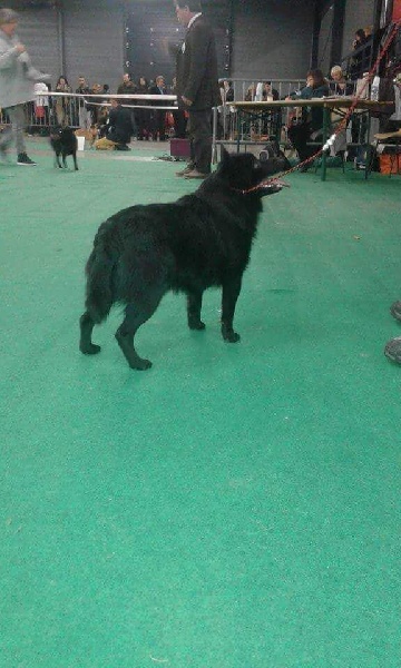 CH. Icaro du dragon rouge de jupiter - 1 er Exc cl.Int.