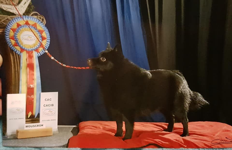 CH. splendid three color Zeus - BEST OF BREED - BEST BELGIAN - CACIB - CAC cl.Int