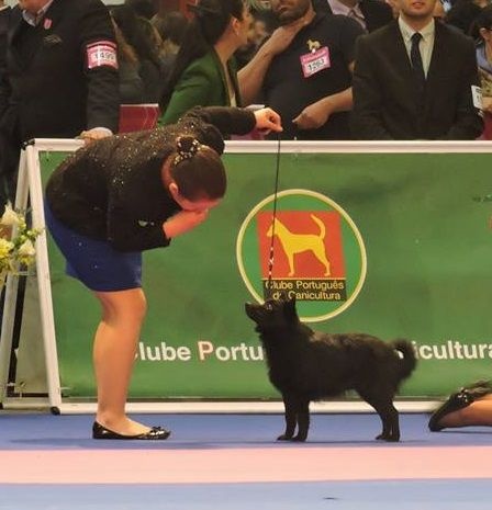CH. Icaro du dragon rouge de jupiter - 1 er Exc CCJ - Meilleur Jeune - Junior Winner Mediterranean et Qualifié Crufts
