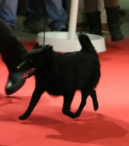 CH. Icaro du dragon rouge de jupiter - 1 er Exc - MEILLEUR JEUNE