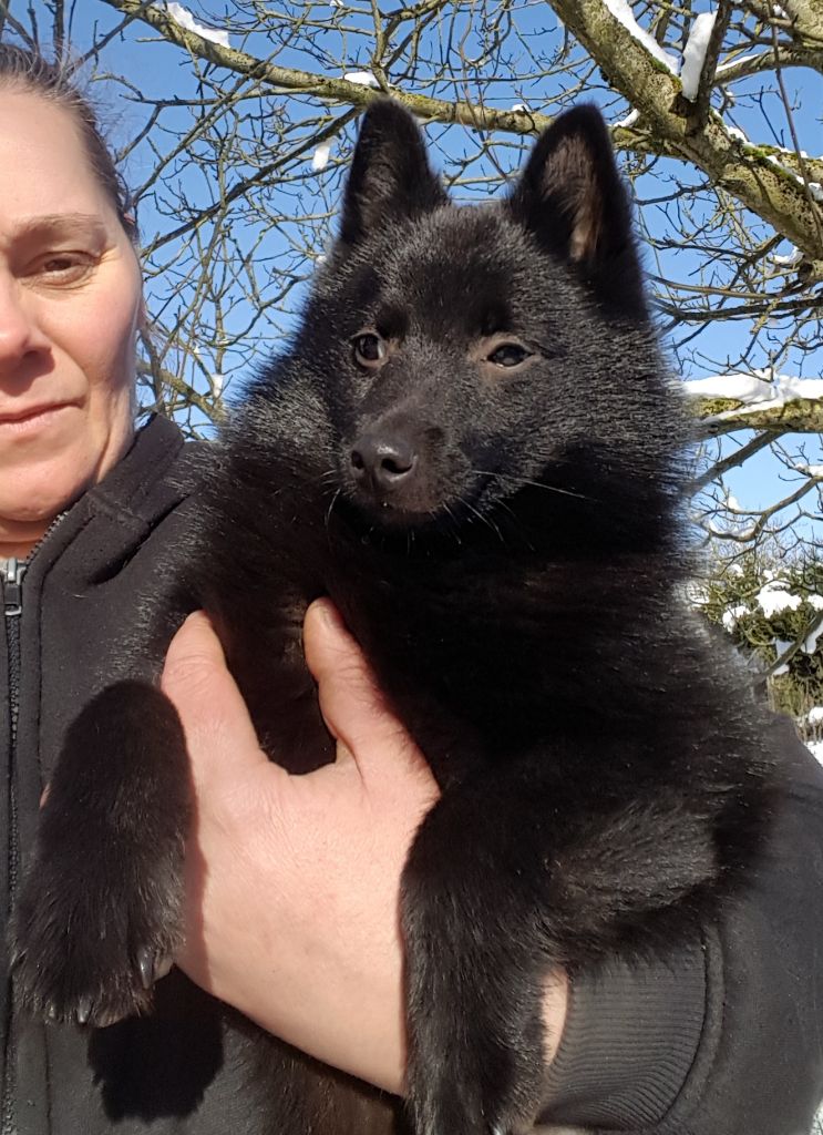 CH. splendid three color Zeus - BOB Junior - 1 er Exc - devient JEUNE CHAMPION DE BELGIQUE