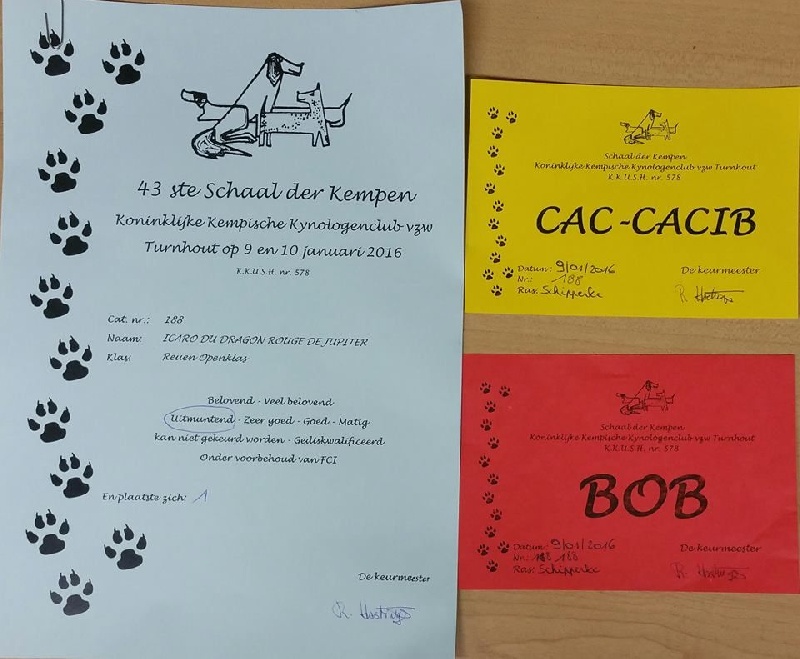 CH. Icaro du dragon rouge de jupiter - 1 er Exc CAC - CACIB - BOB