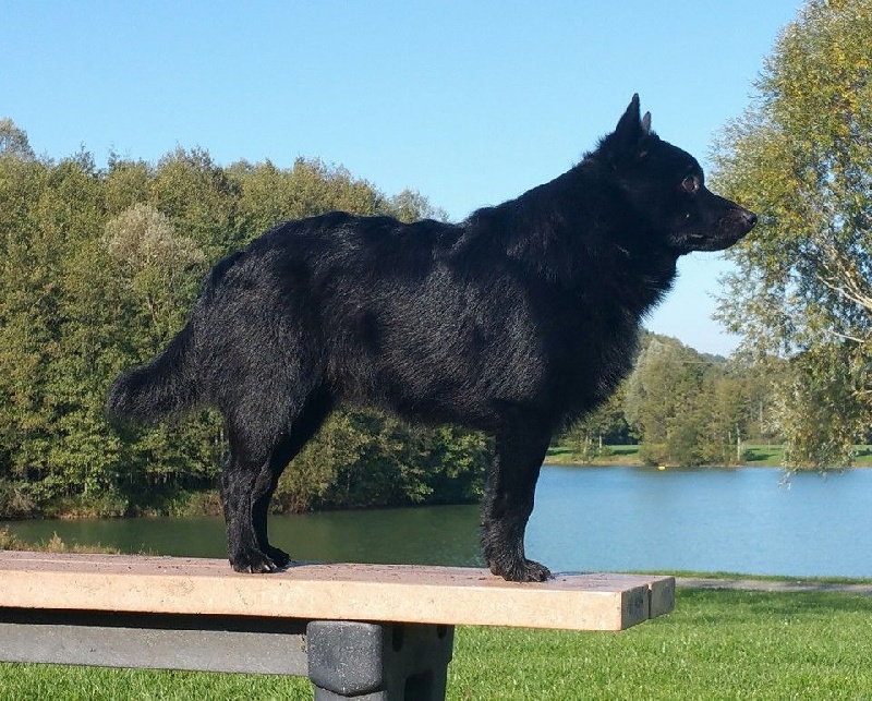 CH. Icaro du dragon rouge de jupiter - 1 er Exc CAC - CACIB - BOB cl.Int