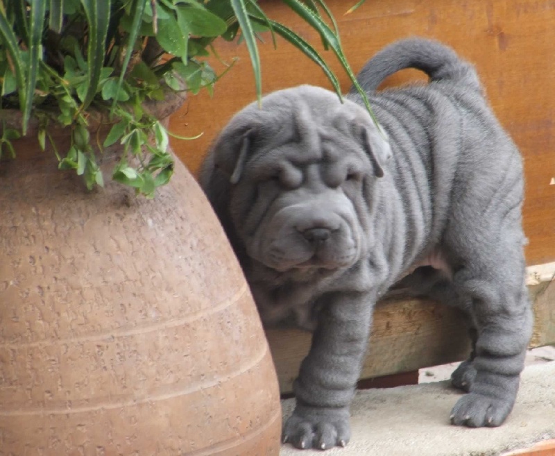 Publication : del Petó Xinès