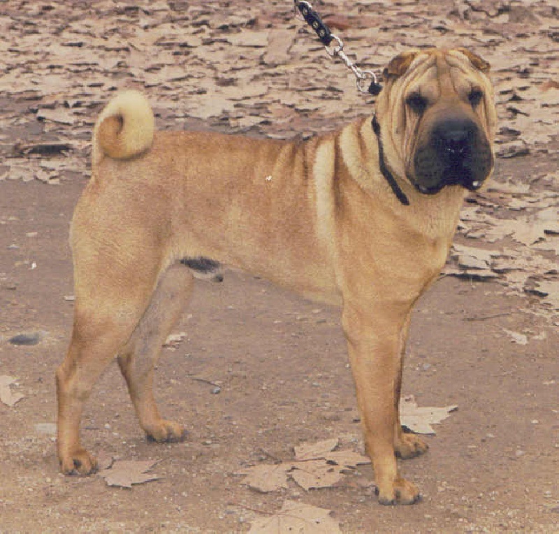 Publication : del Petó Xinès