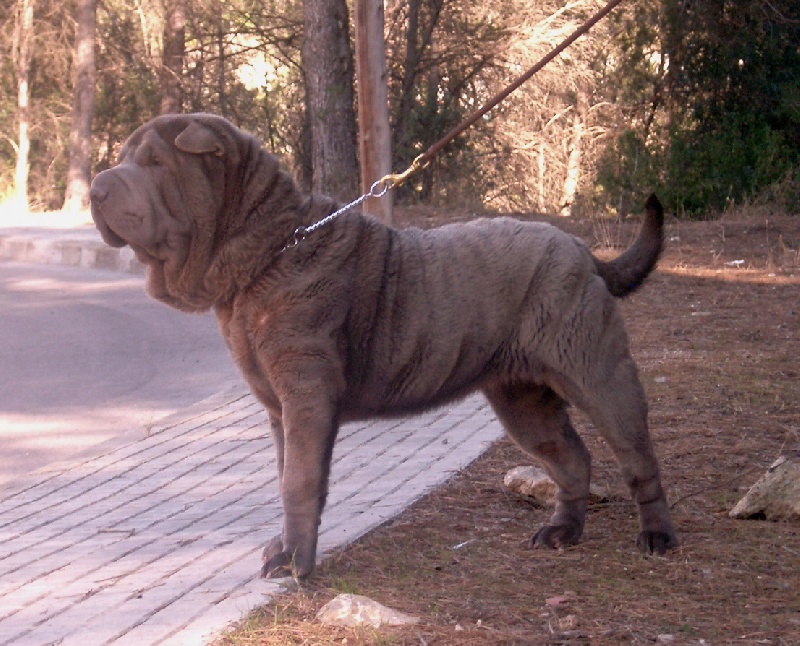 Publication : del Petó Xinès