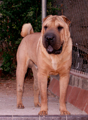 Publication : del Petó Xinès