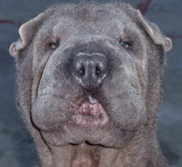 Publication : del Petó Xinès