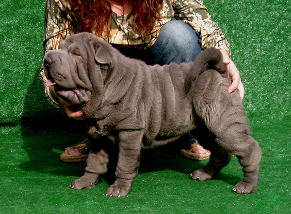 Publication : del Petó Xinès