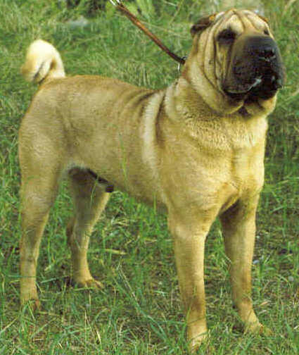 Publication : del Petó Xinès