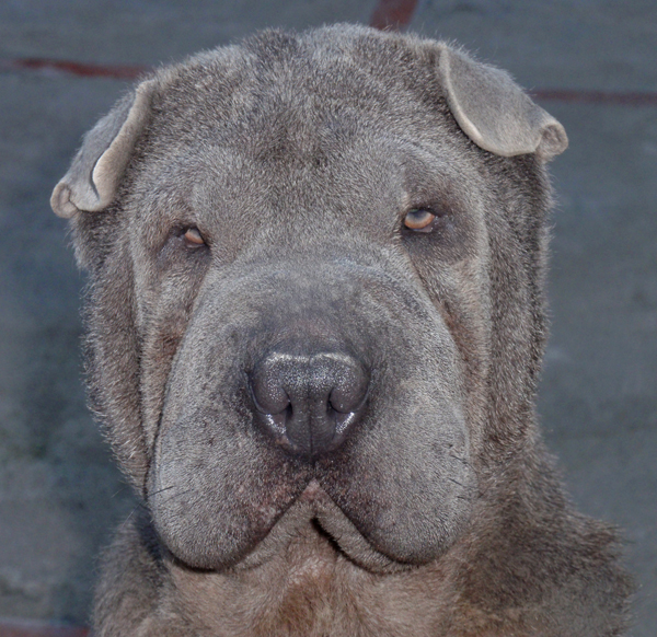 Publication : del Petó Xinès