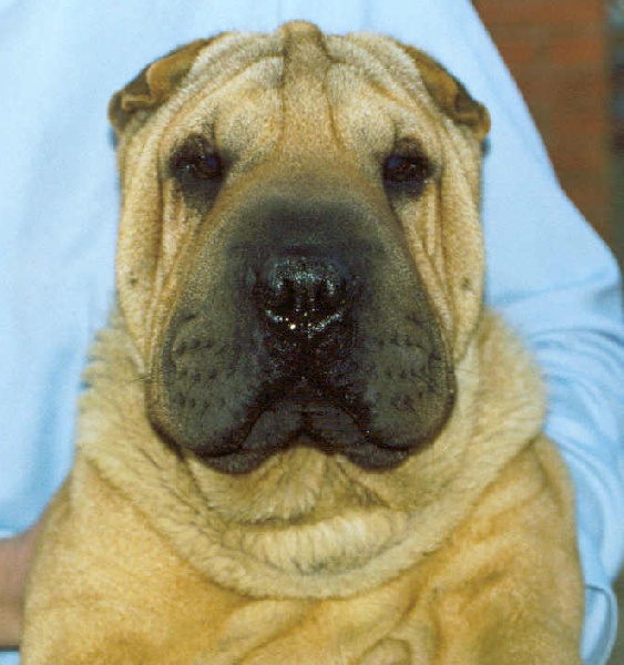 Publication : del Petó Xinès