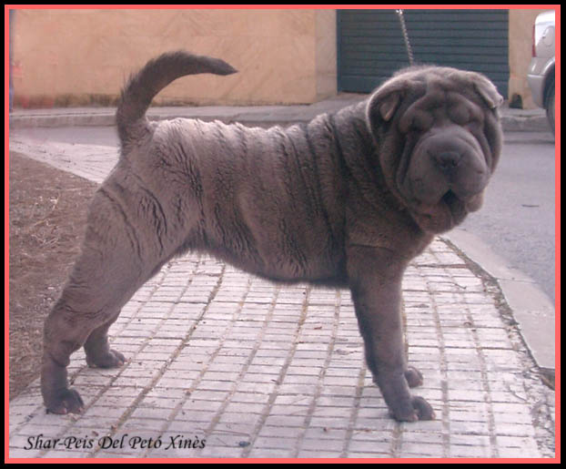 Publication : del Petó Xinès