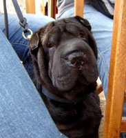 Publication : del Petó Xinès