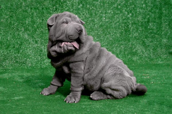 Publication : del Petó Xinès