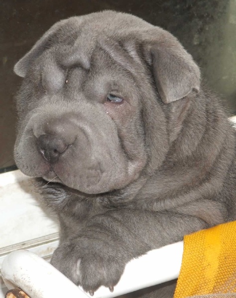 Publication : del Petó Xinès