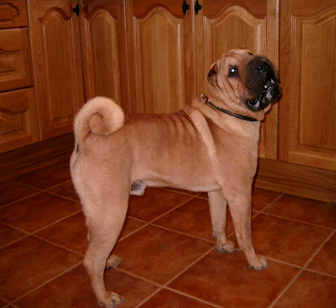 Publication : del Petó Xinès