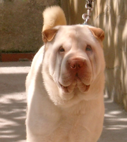 Publication : del Petó Xinès