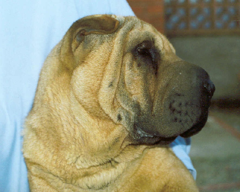 Publication : del Petó Xinès