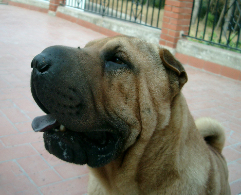 Publication : del Petó Xinès