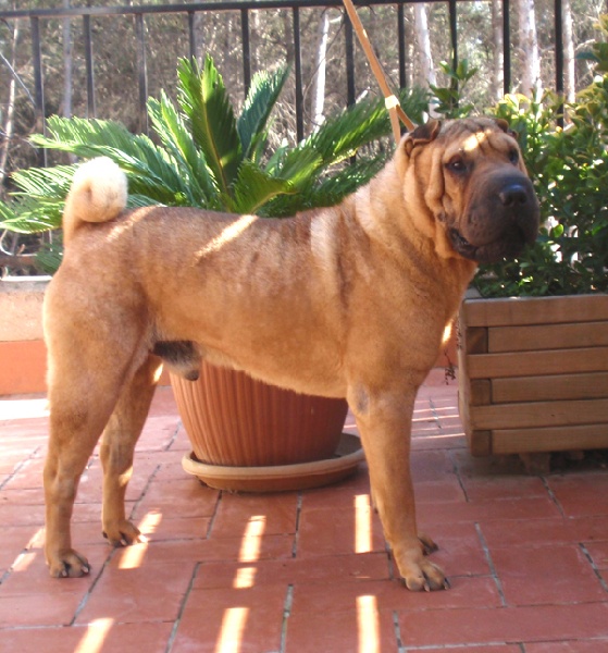 Publication : del Petó Xinès