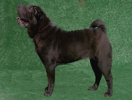 Publication : del Petó Xinès