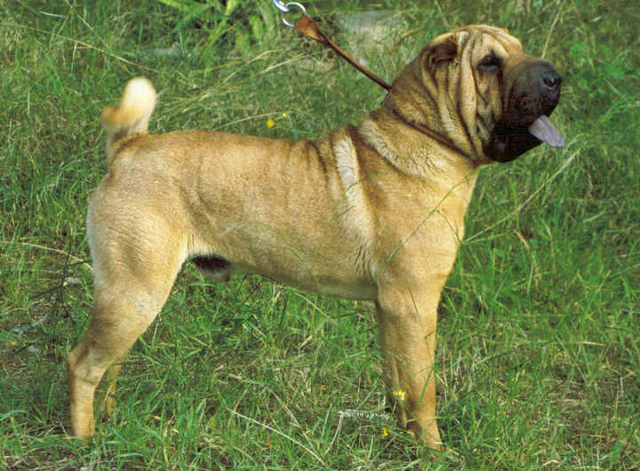 Publication : del Petó Xinès