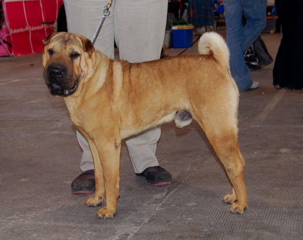 Publication : del Petó Xinès