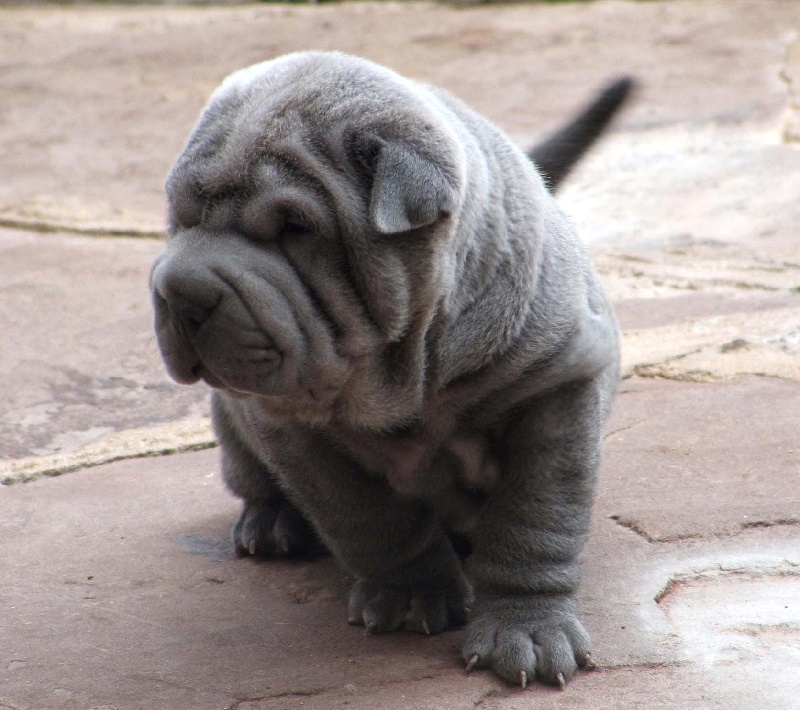 Publication : del Petó Xinès