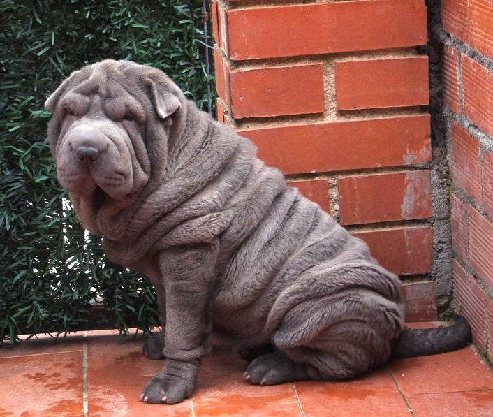 Publication : del Petó Xinès