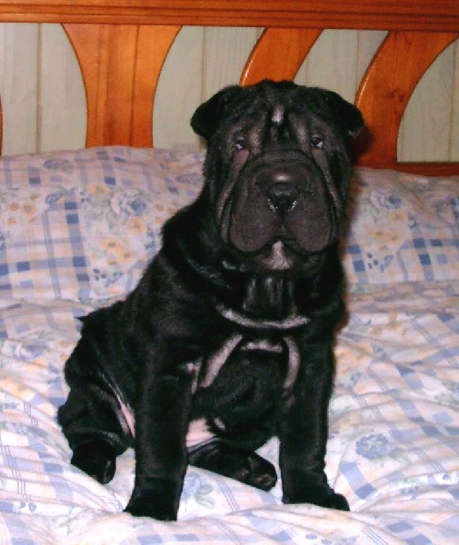 Publication : del Petó Xinès