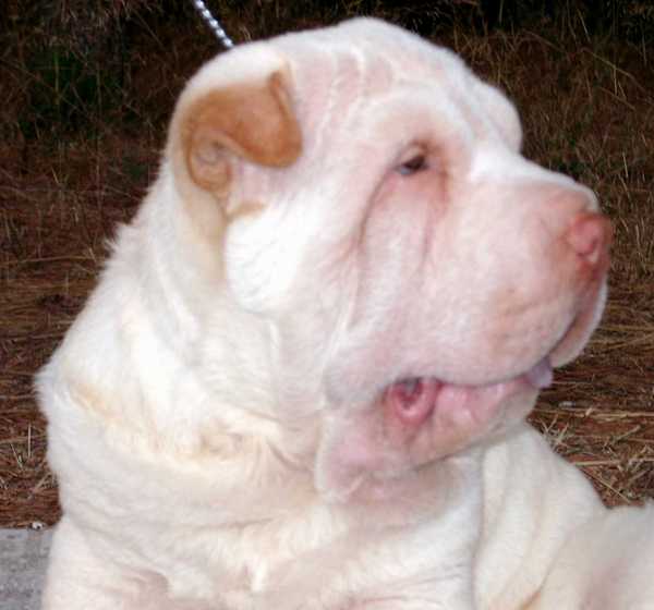 Publication : del Petó Xinès