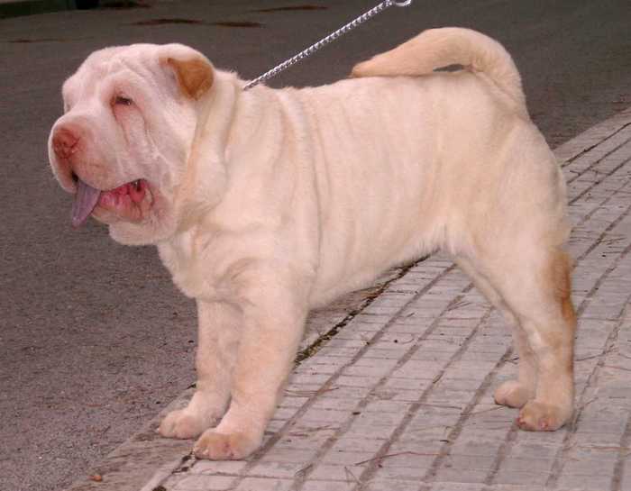 Publication : del Petó Xinès