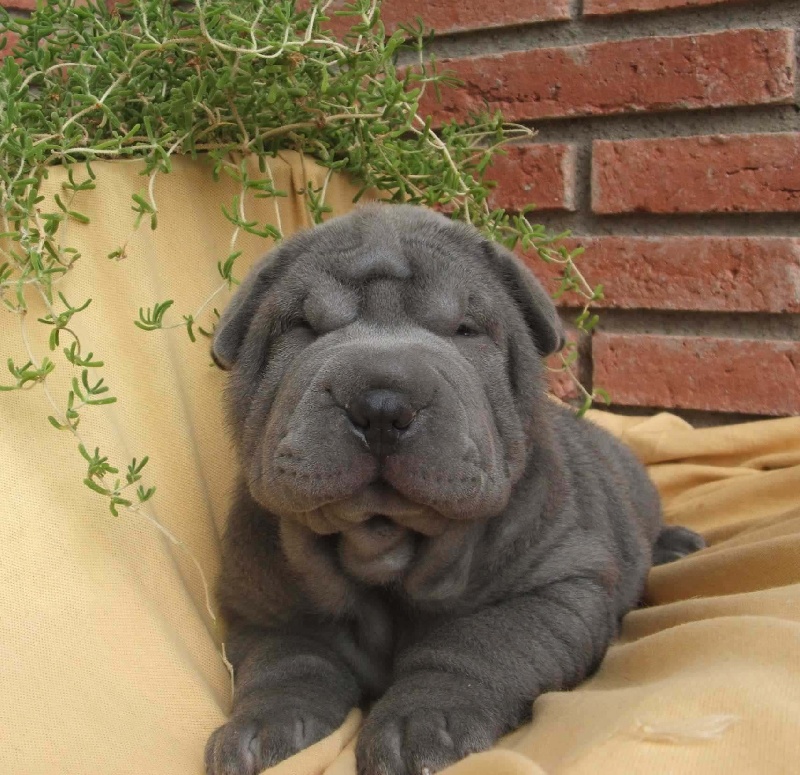 Publication : del Petó Xinès