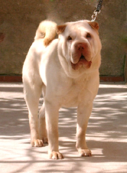 Publication : del Petó Xinès