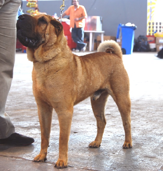 Publication : del Petó Xinès